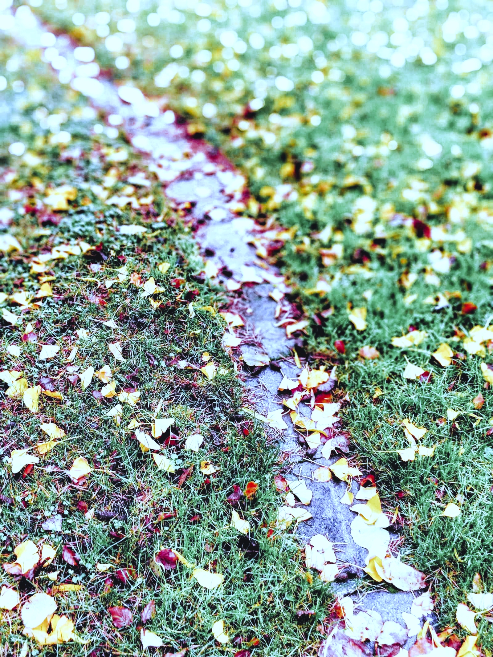 Path in grass