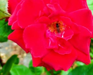 Picture of Red flourecent rose